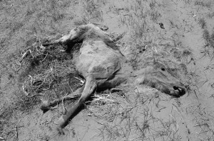 calf or foal being covered by drifting dust 